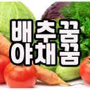 생생청과야채