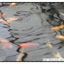 진천관상어 이미지