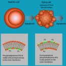 V-7 | &lt;2026.MDEET.세포학&gt; Annexin V / 7-AAD apoptosis assay를 통한 세포자살(Apoptosis) 분석