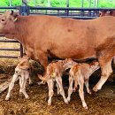 복덩이한우 이미지