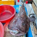 알프스장 이미지