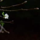 판수 이미지