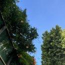 알펜경양식 이미지