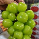 오늘은야채유통