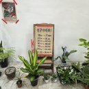 반송동170 | 분위기, 감성 다 잡은 동탄식물가게 킨가드너스 플랜트 그리고 플라워 화분후기
