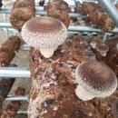 고노골농장 이미지