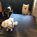 빈스 앤 멍 이미지