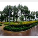 보강천 미루나무숲 이미지