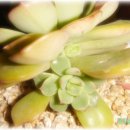 딸기엄마네 Daum카페