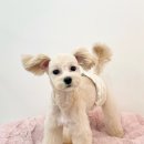 수진애견미용 이미지