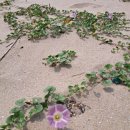 사호1리마을회관 | D747 서해랑 62,63코스( 보령 ~ 홍성 궁리항)