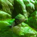 안녕달팽이 이미지