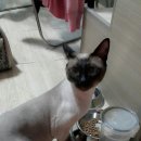 초코네 애견샵 네이버블로그