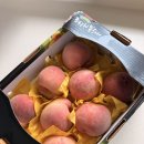 신선농원 - 남동구 구월남로327번길 10-25 | 🍑 조치원복숭아 청수농원복숭아 솔직 후기
