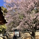 31140-9-70-19 | [공지] 2026년 밀양 향교 매화 실시간 개화 상황. 주차 정보. 개화율. 부산 근교 매화 명소.