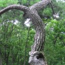 퇴계원 시가지 이미지