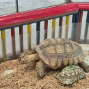 호랑이농장 | 강릉여행 호랑이 사자가 있는 쌍둥이 동물농장, 아이랑 강릉 가볼만한곳