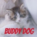 버디독 강아지분양 고양이분양 안심분양센터 인천점 이미지