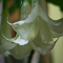 산호아구찜 이미지