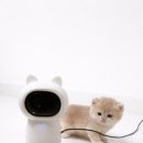 마마캐터리 이미지