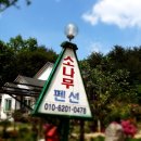 주문진소나무