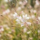 연꽃·수국·해바라기 말고도 예쁜 여름꽃 10가지! 축제·수목원·당일치기·1박2일 꽃여행 코스