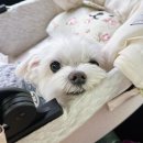 예은동물의료센터 | 12살 사랑이 골드 건강검진 - 예은동물의료센터 (쿠싱증후군,심장병,비용, 선생님 추천)