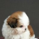 예쁜강아지 이미지