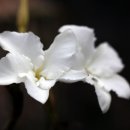 멋있는 하얀꽃....파키포디움 데카레이(Pachypodium decaryi) 이미지
