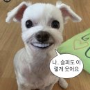 그 꼴로 산책가개? | 일본워홀 D+0~2 l 첫 일본 집 입주 후기 : 집에 가고 싶다 tlqkf...