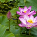 지오펜션2 이미지