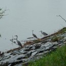 용원 교차로 이미지