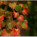 연인산풍경 이미지