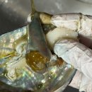 완도12호 | 설날 선물 추천 완도 활전복 복다미 전복 세트