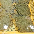 거제활어 이미지