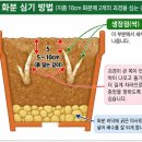 샌더소니아에 대한 공부 이미지