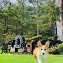 나나애견 이미지