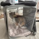 포일로 | ㅣ 메쉬넵2 ㅣ 고양이 기관지 관리 휴대용 네블라이저 실사용 솔직후기 + 챔버 추가구매 후기