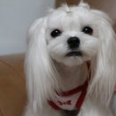 굿독 애견미용클럽 이미지