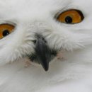 사조로하이참치 이미지