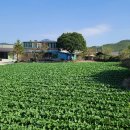 증도~용정 이미지