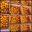 다미 농장 이미지