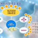 케피어 (kefir) = 유산균 + 효모 이미지