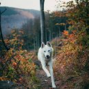 보듬동물병원 이미지