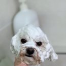 어안이 멍멍 이미지