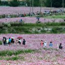 제7회 하동북천코스모스메밀꽃축제 이미지