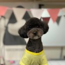 트리멍마마 이미지