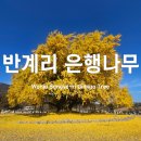 은행마을공원 화장실 | 반계리 은행나무 주말 방문 후기 실시간 확인법 주차 꿀팁