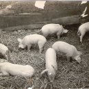복돼지꿈 - 서산시 | 복돼지꿈