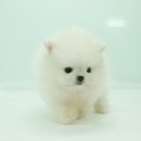 화이트포메라니안 이미지